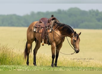American Quarter Horse, Ruin, 7 Jaar, 152 cm, Buckskin