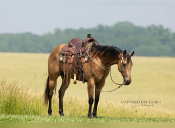 American Quarter Horse, Ruin, 7 Jaar, 152 cm, Buckskin