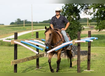 American Quarter Horse, Ruin, 7 Jaar, 152 cm, Buckskin