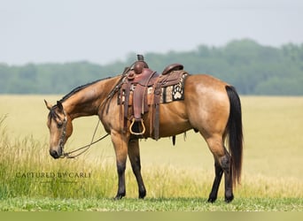 American Quarter Horse, Ruin, 7 Jaar, 152 cm, Buckskin