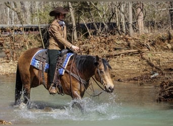 American Quarter Horse, Ruin, 7 Jaar, 152 cm, Buckskin