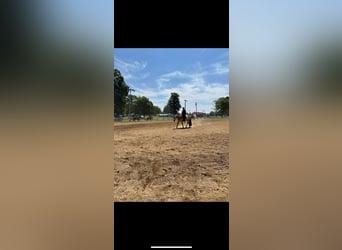 American Quarter Horse, Ruin, 7 Jaar, 152 cm, Buckskin