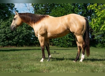 American Quarter Horse, Ruin, 7 Jaar, 152 cm, Buckskin