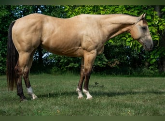 American Quarter Horse, Ruin, 7 Jaar, 152 cm, Buckskin