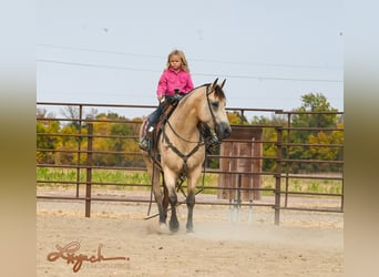 American Quarter Horse, Wallach, 7 Jahre, 152 cm, Buckskin