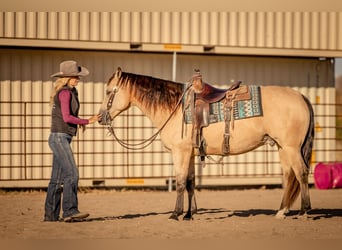 American Quarter Horse, Wallach, 7 Jahre, 152 cm, Buckskin