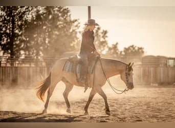 American Quarter Horse, Wallach, 7 Jahre, 152 cm, Buckskin