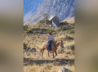 American Quarter Horse, Ruin, 7 Jaar, 152 cm, Buckskin