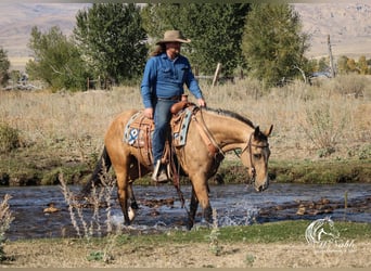 American Quarter Horse, Ruin, 7 Jaar, 152 cm, Buckskin