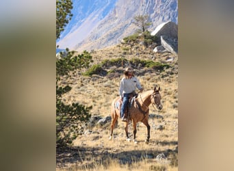 American Quarter Horse, Ruin, 7 Jaar, 152 cm, Buckskin