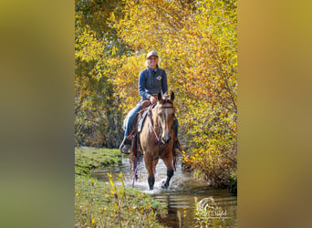 American Quarter Horse, Ruin, 7 Jaar, 152 cm, Buckskin