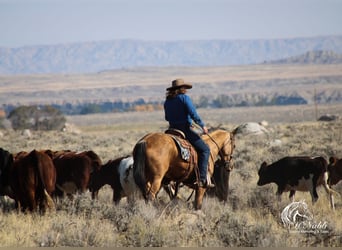 American Quarter Horse, Ruin, 7 Jaar, 152 cm, Buckskin