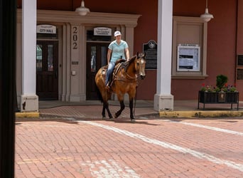 American Quarter Horse, Ruin, 7 Jaar, 152 cm, Buckskin