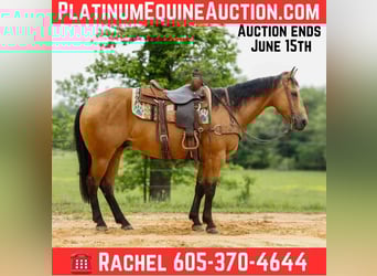 American Quarter Horse, Ruin, 7 Jaar, 152 cm, Buckskin