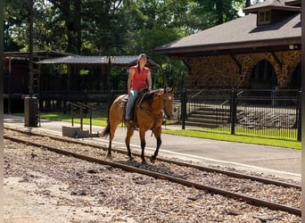 American Quarter Horse, Ruin, 7 Jaar, 152 cm, Buckskin