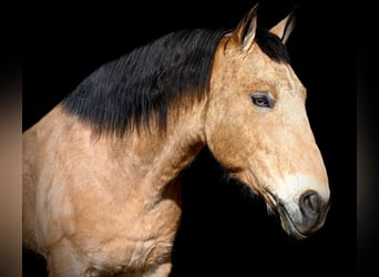 American Quarter Horse Mix, Ruin, 7 Jaar, 152 cm, Buckskin