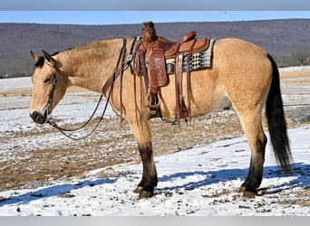 American Quarter Horse Mix, Ruin, 7 Jaar, 152 cm, Buckskin