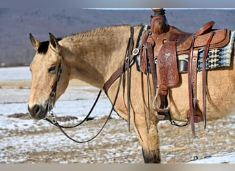 American Quarter Horse Mix, Ruin, 7 Jaar, 152 cm, Buckskin