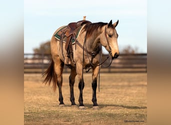 American Quarter Horse, Ruin, 7 Jaar, 152 cm, Buckskin