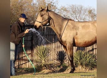 American Quarter Horse, Ruin, 7 Jaar, 152 cm, Buckskin