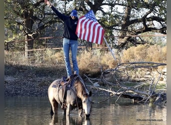 American Quarter Horse, Ruin, 7 Jaar, 152 cm, Buckskin