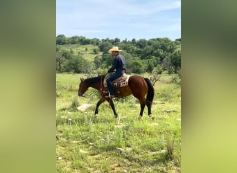 American Quarter Horse, Ruin, 7 Jaar, 152 cm, Donkerbruin