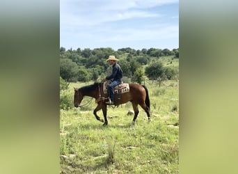 American Quarter Horse, Ruin, 7 Jaar, 152 cm, Donkerbruin