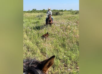 American Quarter Horse, Ruin, 7 Jaar, 152 cm, Donkerbruin