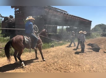 American Quarter Horse, Ruin, 7 Jaar, 152 cm, Donkerbruin