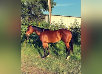 American Quarter Horse, Ruin, 7 Jaar, 152 cm, Donkerbruin