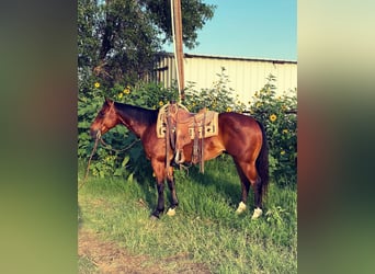 American Quarter Horse, Ruin, 7 Jaar, 152 cm, Donkerbruin