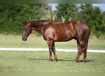 American Quarter Horse, Ruin, 7 Jaar, 152 cm, Donkere-vos