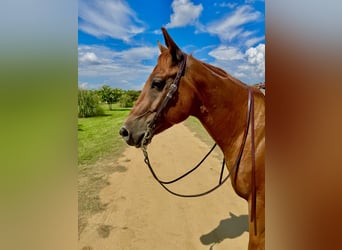 American Quarter Horse, Ruin, 7 Jaar, 152 cm, Donkere-vos