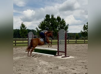 American Quarter Horse, Ruin, 7 Jaar, 152 cm, Donkere-vos