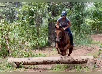 American Quarter Horse, Ruin, 7 Jaar, 152 cm, Donkere-vos