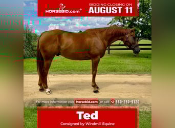 American Quarter Horse, Ruin, 7 Jaar, 152 cm, Donkere-vos
