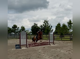 American Quarter Horse, Ruin, 7 Jaar, 152 cm, Donkere-vos