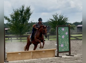 American Quarter Horse, Ruin, 7 Jaar, 152 cm, Donkere-vos