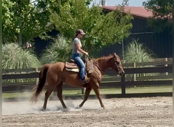 American Quarter Horse, Ruin, 7 Jaar, 152 cm, Donkere-vos