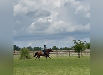 American Quarter Horse, Ruin, 7 Jaar, 152 cm, Donkere-vos