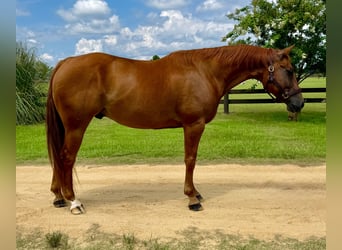 American Quarter Horse, Ruin, 7 Jaar, 152 cm, Donkere-vos