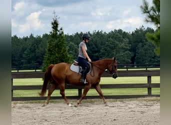 American Quarter Horse, Ruin, 7 Jaar, 152 cm, Donkere-vos