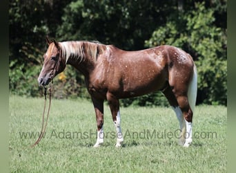 American Quarter Horse, Ruin, 7 Jaar, 152 cm, Donkere-vos