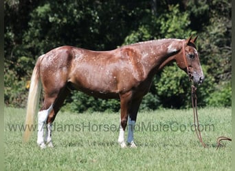 American Quarter Horse, Ruin, 7 Jaar, 152 cm, Donkere-vos