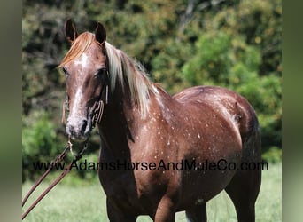 American Quarter Horse, Ruin, 7 Jaar, 152 cm, Donkere-vos