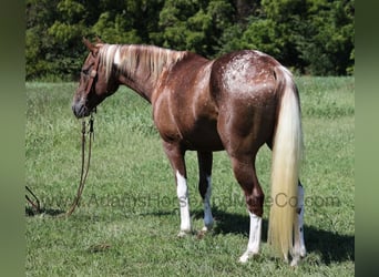 American Quarter Horse, Ruin, 7 Jaar, 152 cm, Donkere-vos