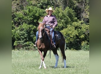 American Quarter Horse, Ruin, 7 Jaar, 152 cm, Donkere-vos