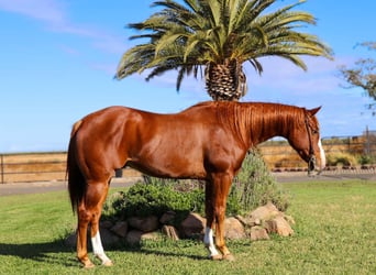 American Quarter Horse, Wallach, 7 Jahre, 152 cm, Dunkelfuchs