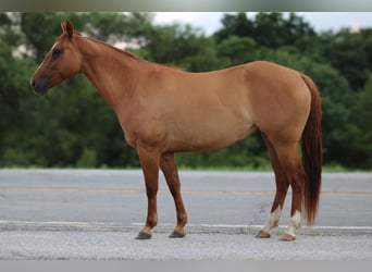 American Quarter Horse, Ruin, 7 Jaar, 152 cm, Falbe