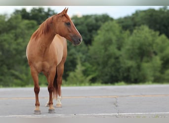 American Quarter Horse, Ruin, 7 Jaar, 152 cm, Falbe